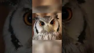 Horned owl | cute Owl | surprised look owl.🦉👁️. #youtubeshorts #reels #shortvideo #viral #animals