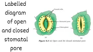 Labelled diagram of open and closed stomatal pore Class-10th