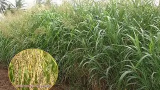 Cofs 31 ಮೇವಿನ ಬಿಜ ನಾಟಿ ಮಾಡುವ ಪದ್ಧತಿ cofs 31