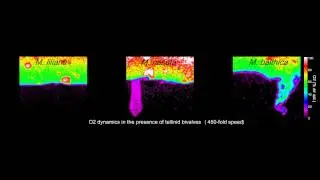 Video 4 Volkenborn, et al