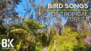 8 HOURS Relaxing Bird Songs of Tropical Forest - Hawaii Soundscapes - Relaxing Nature Video 8K