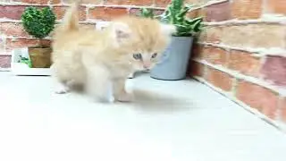 ワンラブ　名古屋市　ペットショップ　127638