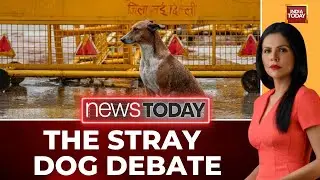 SC's Delhi Stray Dog Order: Sterilise & Release Mandated, Public Safety Fears Loom
