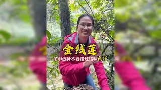 海拔1200米的林下药王，金线莲你见过吗？