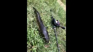 Testing Rod Shopee | Artemis Rod | Ultralight Fishing | Fishing Vlog 13 | Daus Vlog