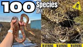Can I find 100 Species of Snake in one year? Close call with an Eastern Diamondback!