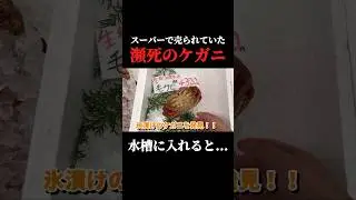 スーパーで購入した毛ガニを飼育してみると&hellip;