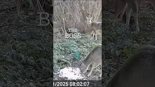 This whitetail deer made sure she got respect!!