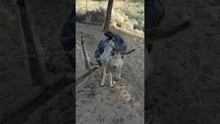 Donkey carrying rubber bag 🐴 | #shortvideo #viral #ytshorts