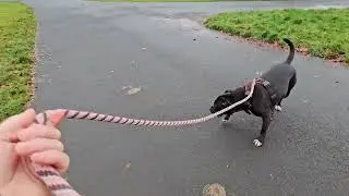Teaching adolescent dog to settle and slow down - part 1