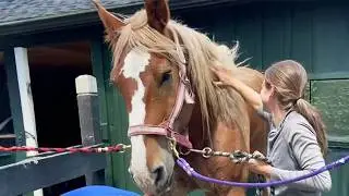 Forgotten Workhorse Cries with Joy After Hoof Rescue