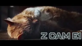 Dreamy Chronicles: A Cinematic Journey into the Daily Naps of My Cat | Z CAM E1