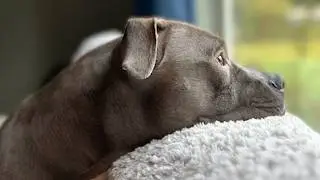 Heartbreaking reason why dog keeps looking out the window