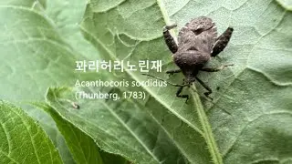 꽈리허리노린재 Acanthocoris sordidus 한국 전역에 분포하는 토착종 꽈리나 가지과 식물에 서식하며 피해를 주는 Winter Cherry Bug 노린재목 허리노린재과