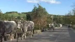 LA TRANSUMANZA BOVINA IN CALABRIA