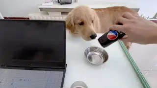 My dog's reaction to drinking sparkling water for the first time