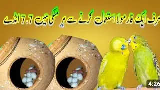 Birds best breeding formula | Best breeding formula for budgies, lovebirds, cocktail in Urdu Hindi