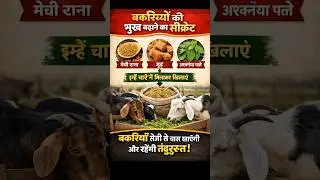 बकरियों की भूख बढ़ाने का (सीक्रेट) #goat #goats #goatfarming