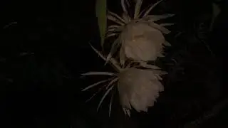 IMG 1867 09 12 20 Time Lapse Night Blooming Cirrus