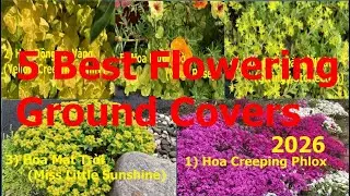 TOP 5 C&acirc;y Nền [Zone 3-4] Cho Thảm Hoa Rực Rỡ Kh&ocirc;ng Cần Chăm S&oacute;c Trong Vườn ở Minnesota USA - Nga USA
