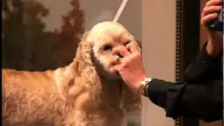 Designer Doo's for Mutts (American Cocker Spaniel) - Kathy Rose, Groom Expo 2009