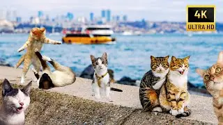 🇹🇷Cats of Istanbul Make You Love This City! | Turkey Istanbul 2025 Capital of Cats 4K Walking Tour