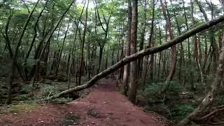 青木ヶ原樹海