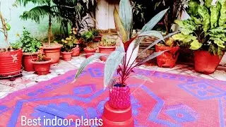 NAVITA HOME GARDEN is live! indoor plants Tour + DIY Ideas | Old Diya se bani chidiya