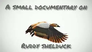 Ruddy shelduck , a shot video about it's call, behavior and  habitat.