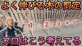 【庭師の判断基準公開！】よく伸びる庭木の樹高を下げる判断基準を丁寧に解説