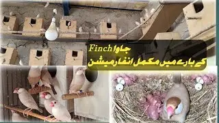 java sparrow finch full information||java sparrow finch breeding tips#birds#pets#petbird#viralvideo