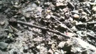 Fiery searcher beetle