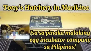 Tony's Hatchery | Pinakamalaking Egg incubator | Hatching Company in the Philippines!