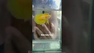 Super Top Grade Female HMPK yellow banana #blinkbettafarm #hmpkbetta #yellowbanana #bettafish #betta