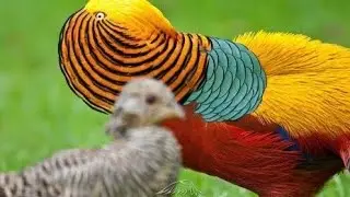 Pheasant farming in Pakistan.Rooftop farming.My set up birds.Pheasant hunting.Hens egg laying.#birds