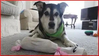 DIY | HOMEMADE DOG TOYS!