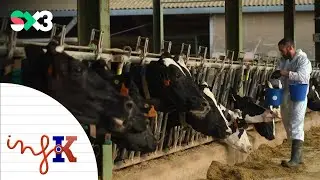 Quina malaltia afecta les vaques? | InfoK