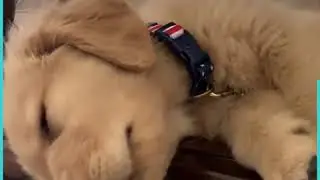 Adorable Golden Retriever Puppy Twitching In His Sleep