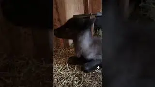 Have you ever seen a baby reindeer!?