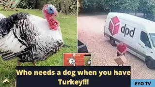 Turkey Chases DPD delivery driver in the Cotswolds