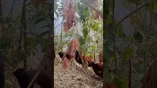 #chicken #chickensong #funny #hen #animals #rooster #song #funnychickensong #umranimalsworld