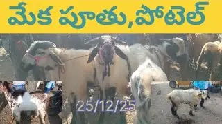 Goats and sheep's sales in Pungaur market on25/12 in Thursday morning every week 