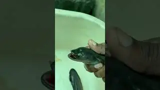 Eel | fish farm thrissur