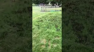 Overseed lawn in summer