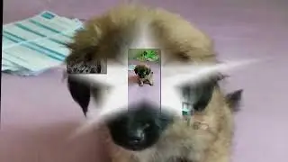 Любимые Собаки.