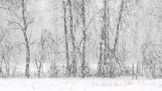 gentle snowfall *