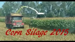 Corn Silage 2015
