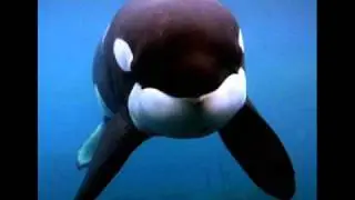 Keiko the Whale