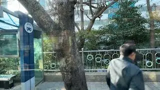 버스따라-1