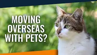 Pet Relocation - Moving Pets Overseas - Moving with Dogs - Moving with Cats #MovingDogs, #MovingCats